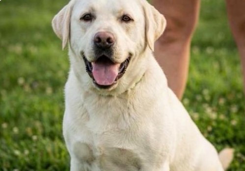Cain, a yellow English Labrador sitting in the clover