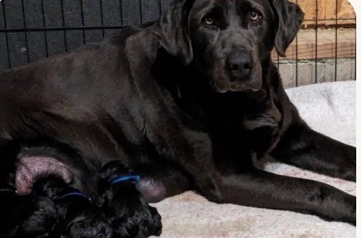 Cinder, a black English Labrador, resting with her newborn puppies