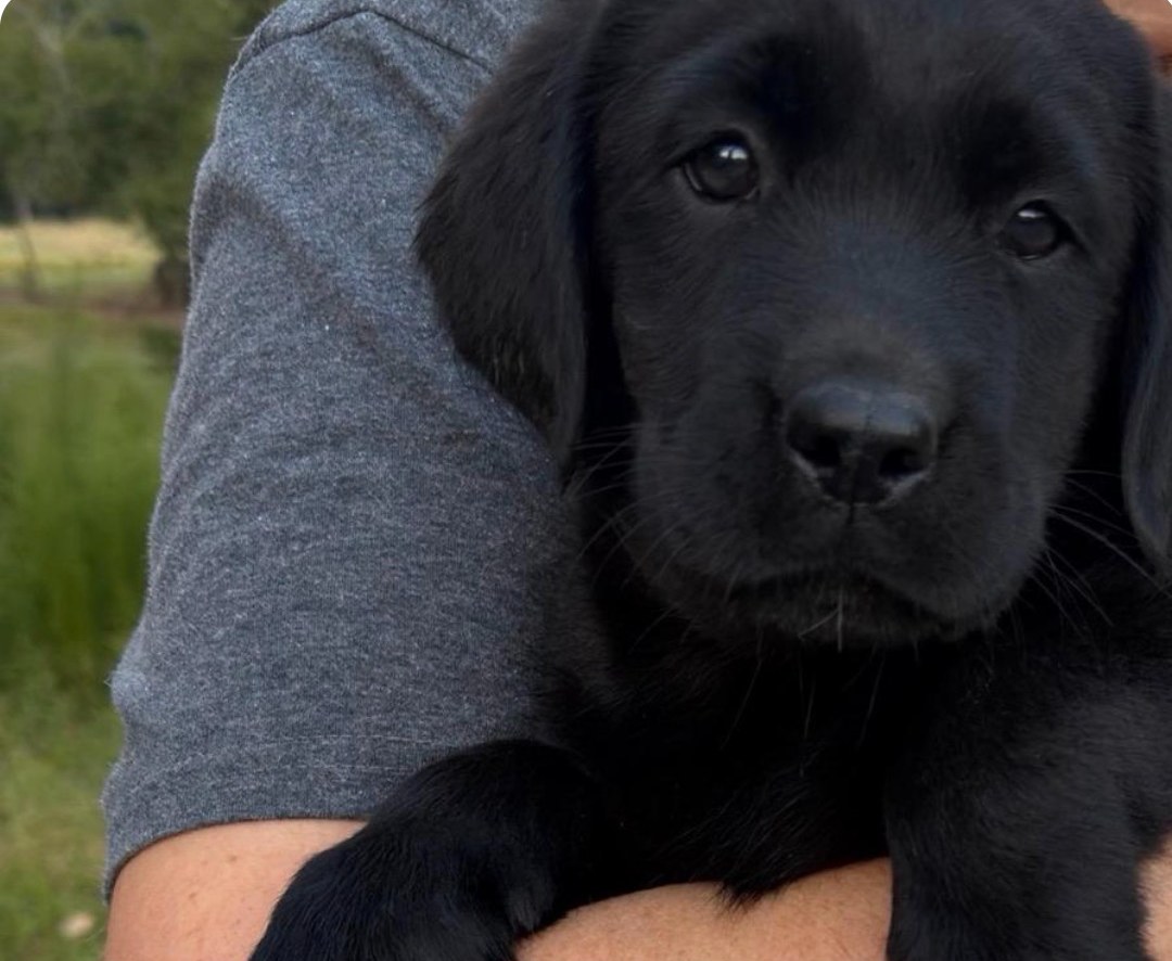 Dolly, a black English Labrador puppy