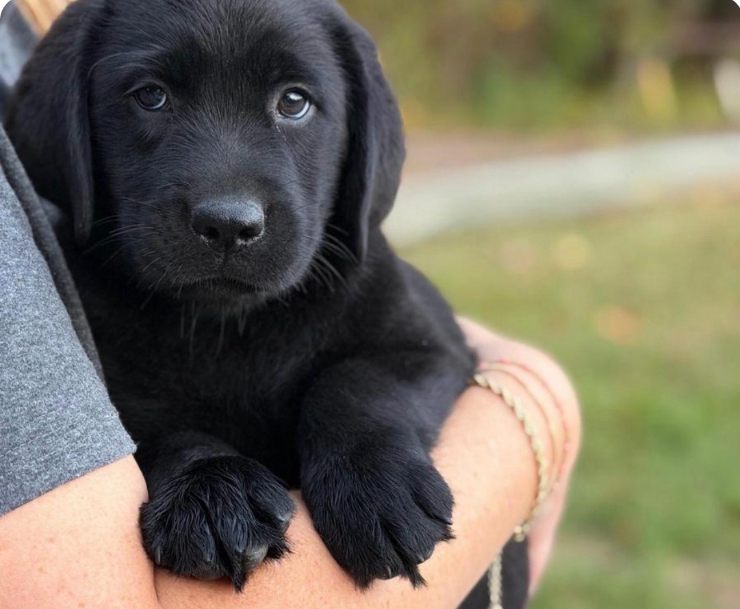 Luna, a black English Labrador puppy