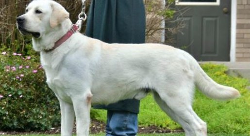 Maverick, a yellow English Labrador standing on the lawn
