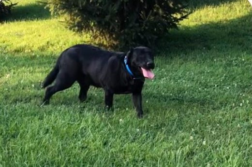 Mindy, a black English Labrador standing on the grass