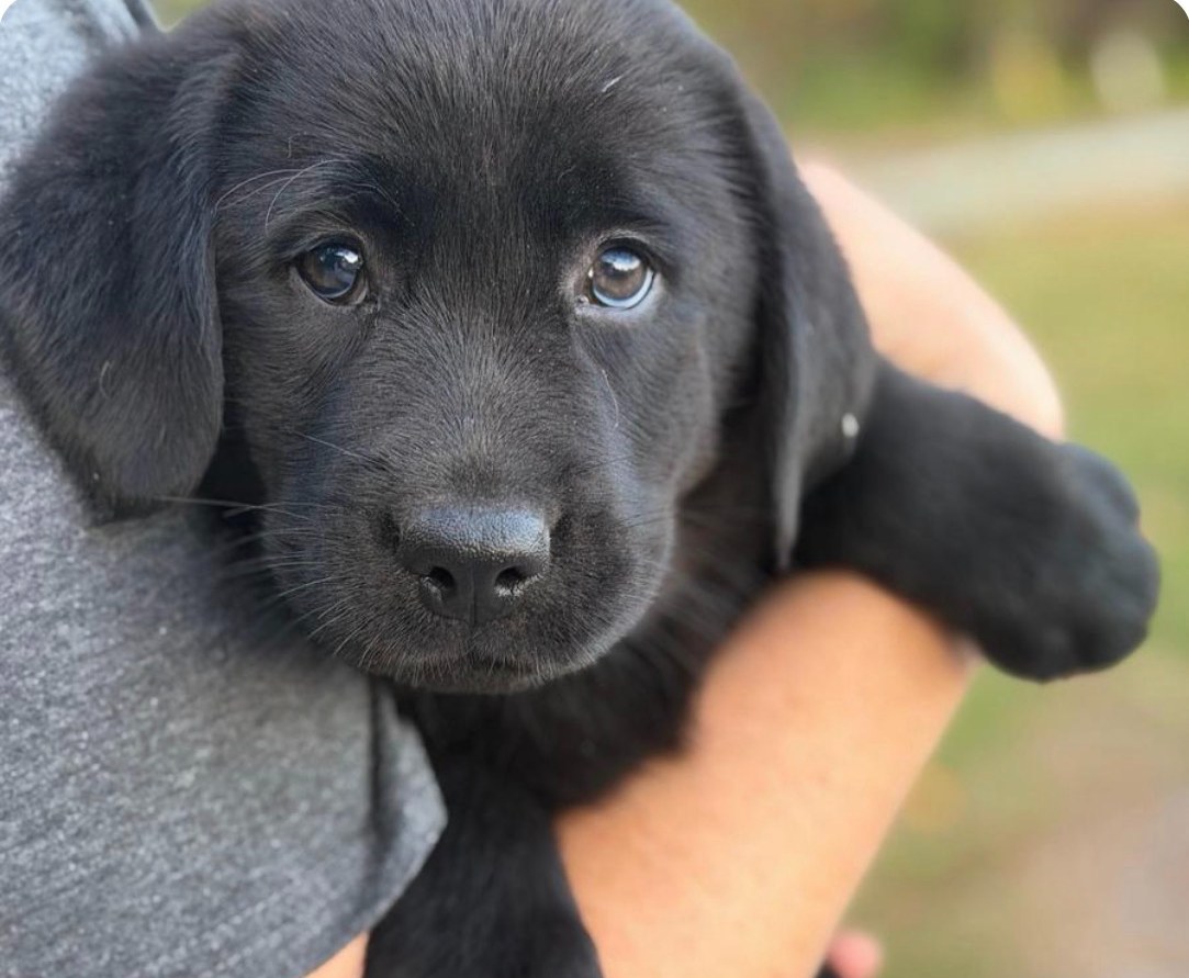 Molly, a black English Labrador puppy