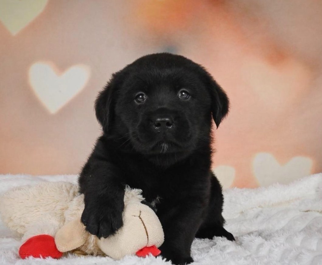 Outlaw, a black English Labrador puppy with a paw on a toy lamb