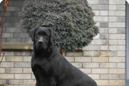 Penny, a black English Labrador sitting by a brick wall