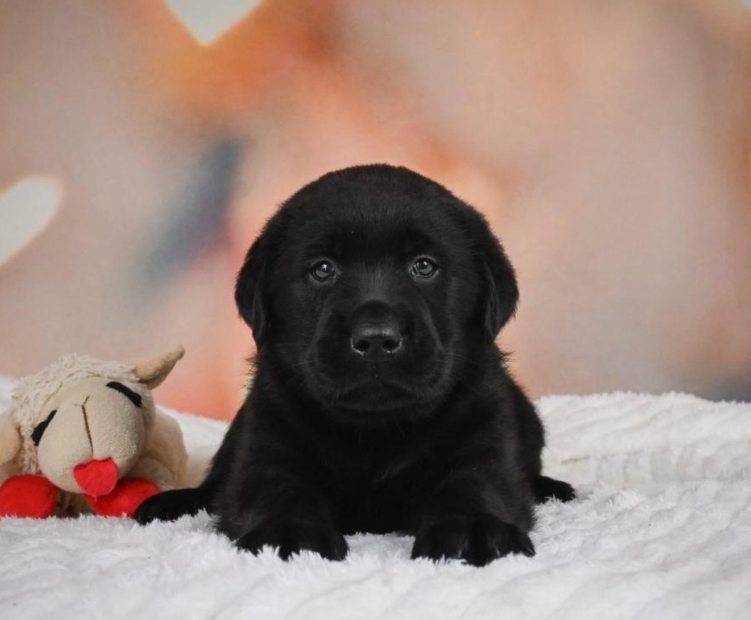 Rambo, a black English Labrador puppy