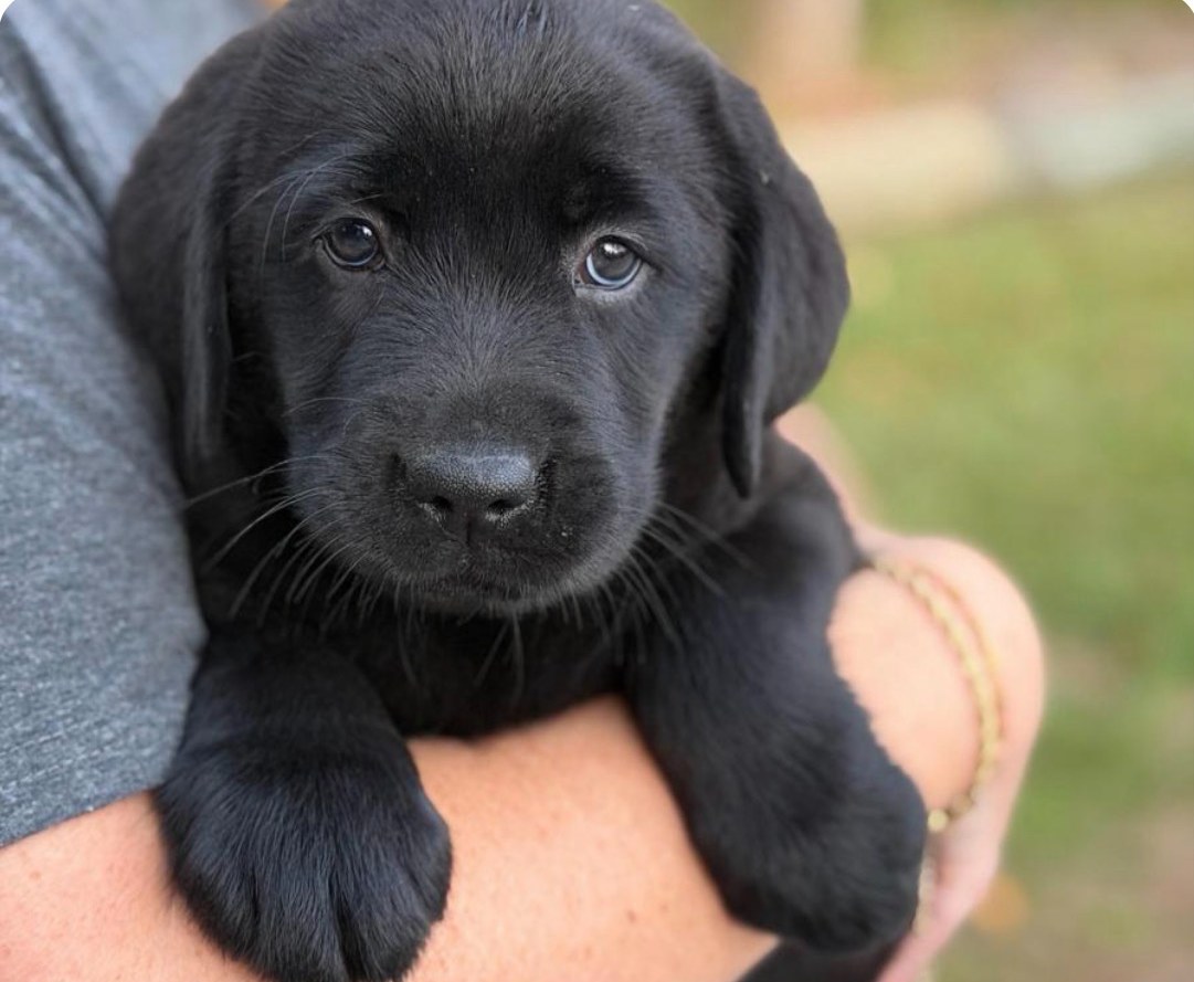 Roxie, a black English Labrador puppy