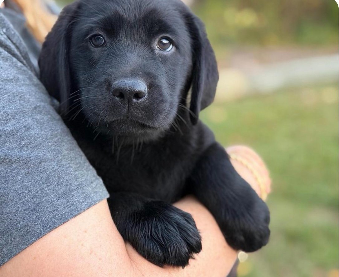 Scout, a black English Labrador puppy