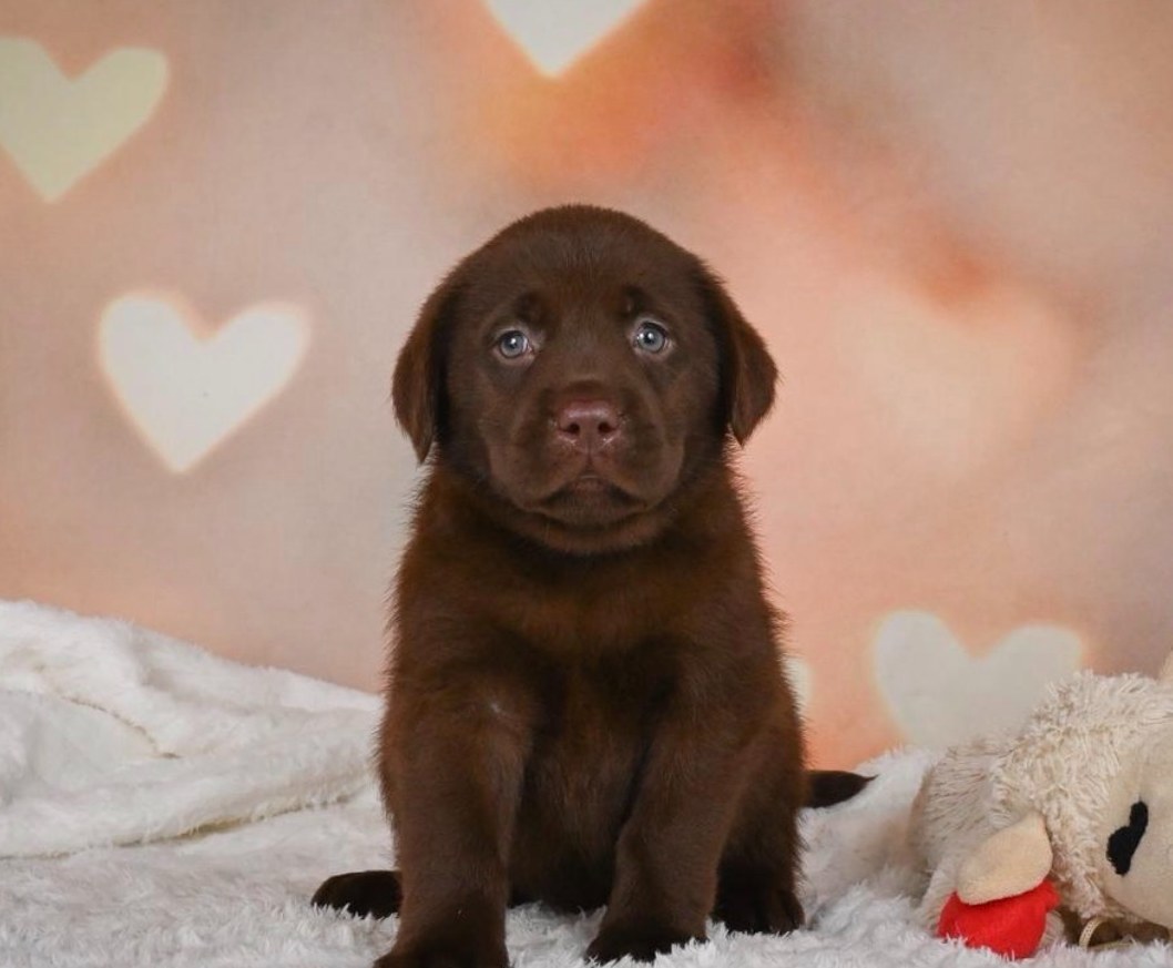 Sully, a chocolate English Labrador puppy