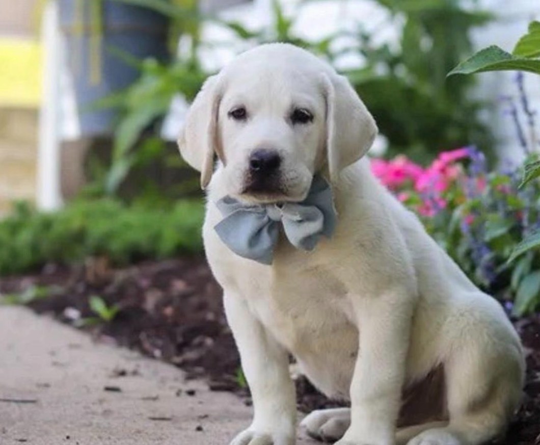 Whiskey, a yellow English Labrador puppy wearing a blue bow tie