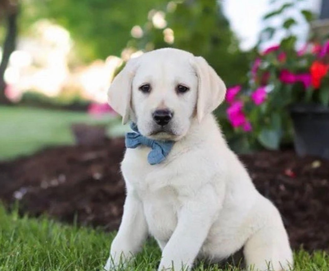 Winter, a yellow English Labrador puppy wearing a blue bow tie in the garden